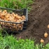 Засаждане на картофи през юни: всички плюсове и минуси на този метод за отглеждане